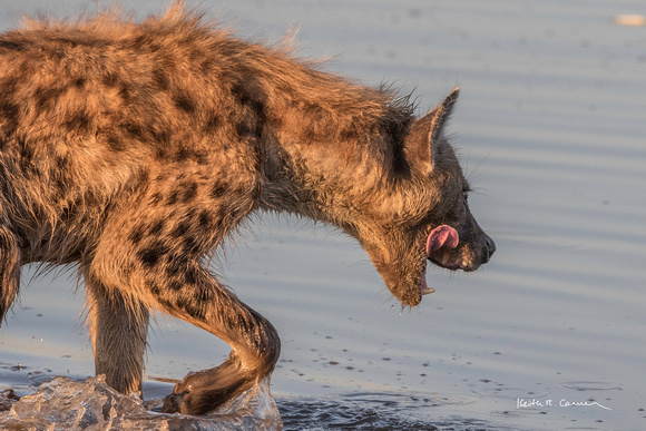 Spotted hyena after a waterhole drink