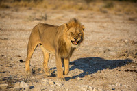 Male lion baring his teeth