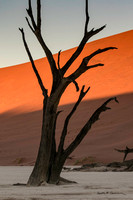 An very old tree at Deadvlei