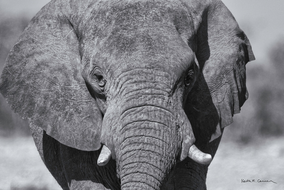African elephant closeup