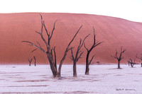 Old trees at Deadvlei before the sunlight