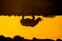 Black rhino silhouetted in a waterhole