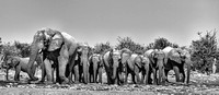 Elephant family leaving an Etosha waterhole