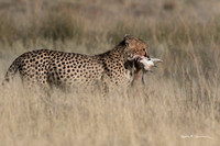Mother cheetah with springbok head