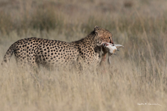 Mother cheetah with springbok head