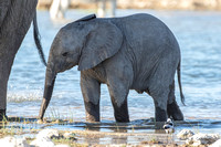 Baby elephant in the waterhole