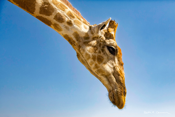 Giraffe encounter