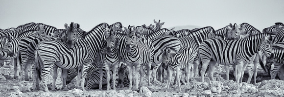 Zebra panorama