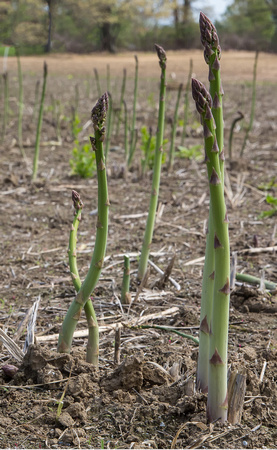 Asparagus shoots in Hadley, May 2014