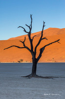 An ancient tree reaches for the light at Deadvlei