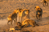 Spotted hyenas with kudu carcass