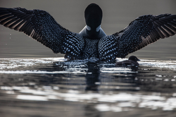 Loon wing flap over chick