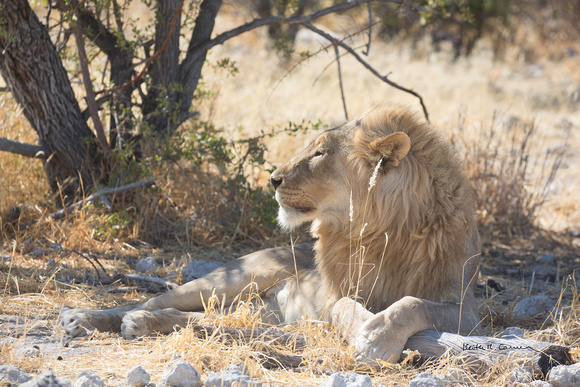 Male lion resting in the shade