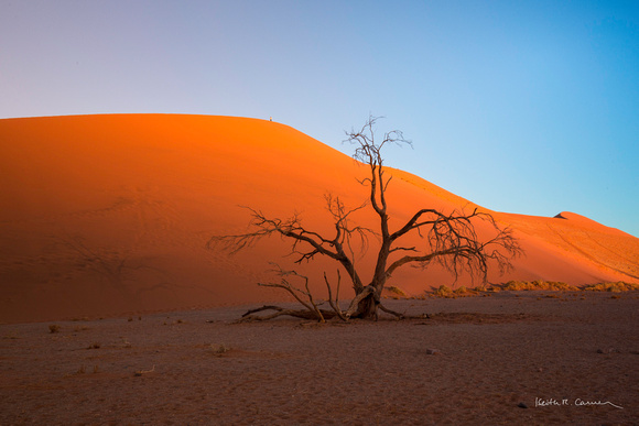 An ancient acacia tree at Dune 45
