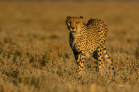 Cheetah adult approaching in early morning light
