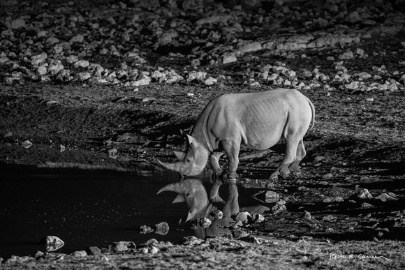 Black rhino at night at a waterhole