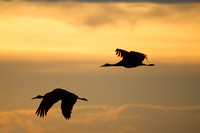 Sandhill cranes at sunrise
