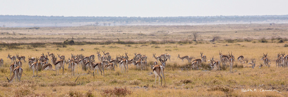 Springbok grazing in the Etosha veldt