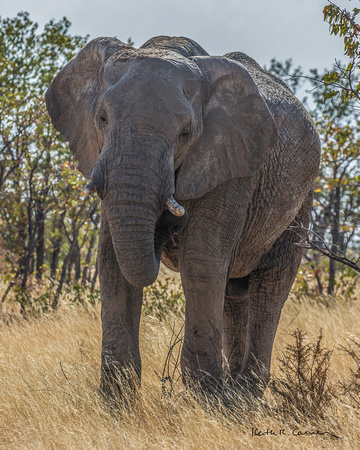 Elephant matriarch in the bush