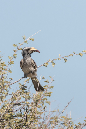 African grey hornbill
