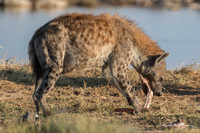 Spotted hyena chewing on a bone