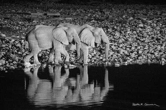 Elephants at a waterhole at night