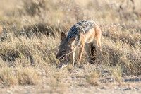 Jackal gnaws on the femur of a springbok