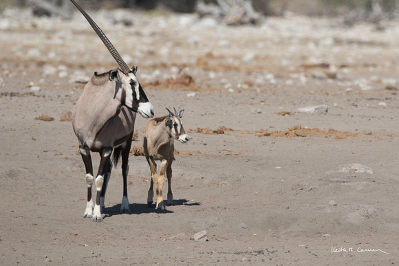 Oryx adult and calf