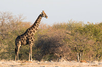 Adult giraffe at Etosha