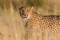 Cheetah mother in the Etosha veldt