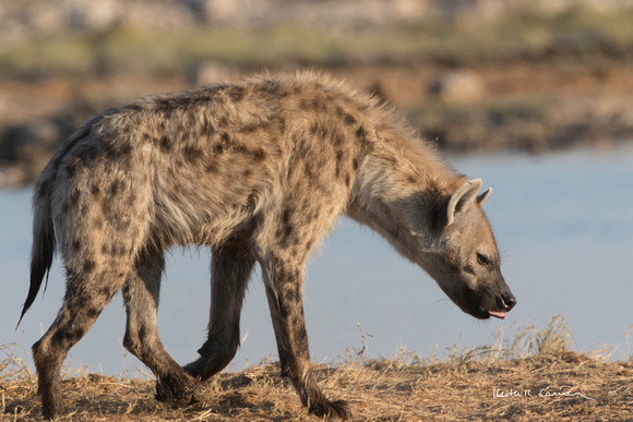 Spotted hyena at an Etosha waterhole