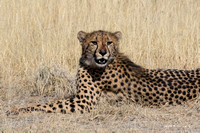 Cheetah adult resting in the veldt