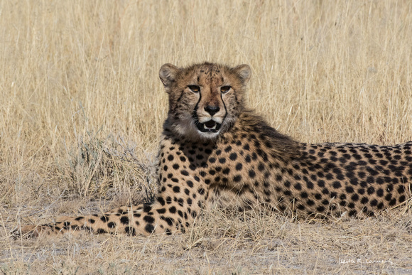 Cheetah adult resting in the veldt