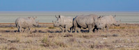 White rhino herd at Etosha