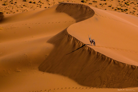A lone oryx at a Sossusvlei dune crest