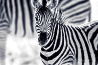 The aura of a zebra