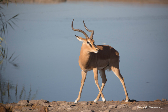 Black-faced impala at an Etosha waterhole