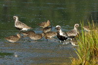 Black-bellied Plovers and Short-billed Dowitchers