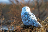 Snowy Owl - 3