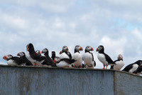 Atlantic Puffins on an observation blind
