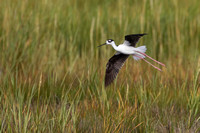 Black-necked stilt in flight, Weskeag Marsh