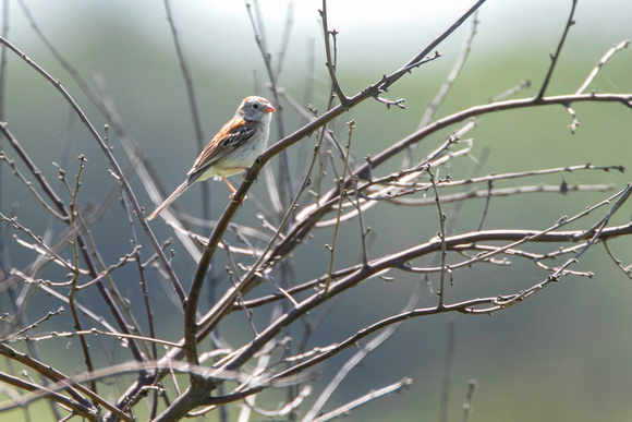 Field sparrow, Kennebunk Plains, June 2017