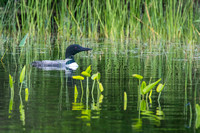 Loon in the grass, late July 2017