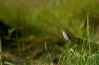 Nelson's sparrow, Weskeag Marsh, August 2017