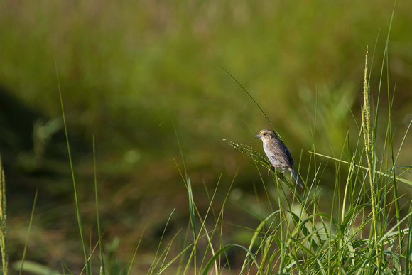 Nelson's sparrow, Weskeag Marsh, August 2017