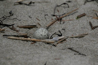 Piping plover egg, Popham Beach