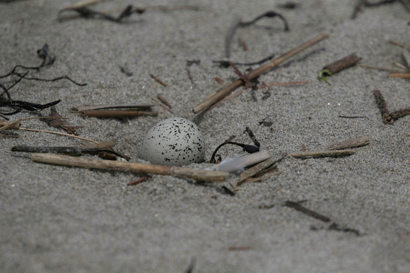 Piping plover egg, Popham Beach