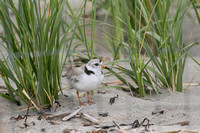 Piping plover and four eggs, Popham Beach, June 2017
