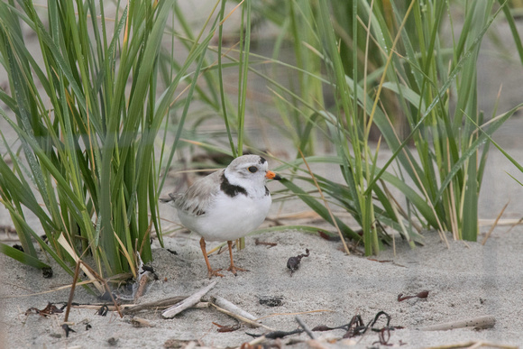 Piping plover and four eggs, Popham Beach, June 2017