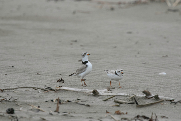 Piping plover male (L) doing mating strut around female (R)